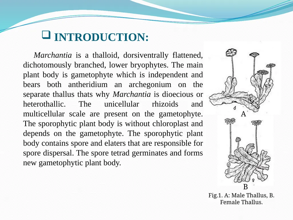 TAMRALIPTA MAHAVIDYALAYA SUB: BOTANY TOPIC: - slide 2 of 14