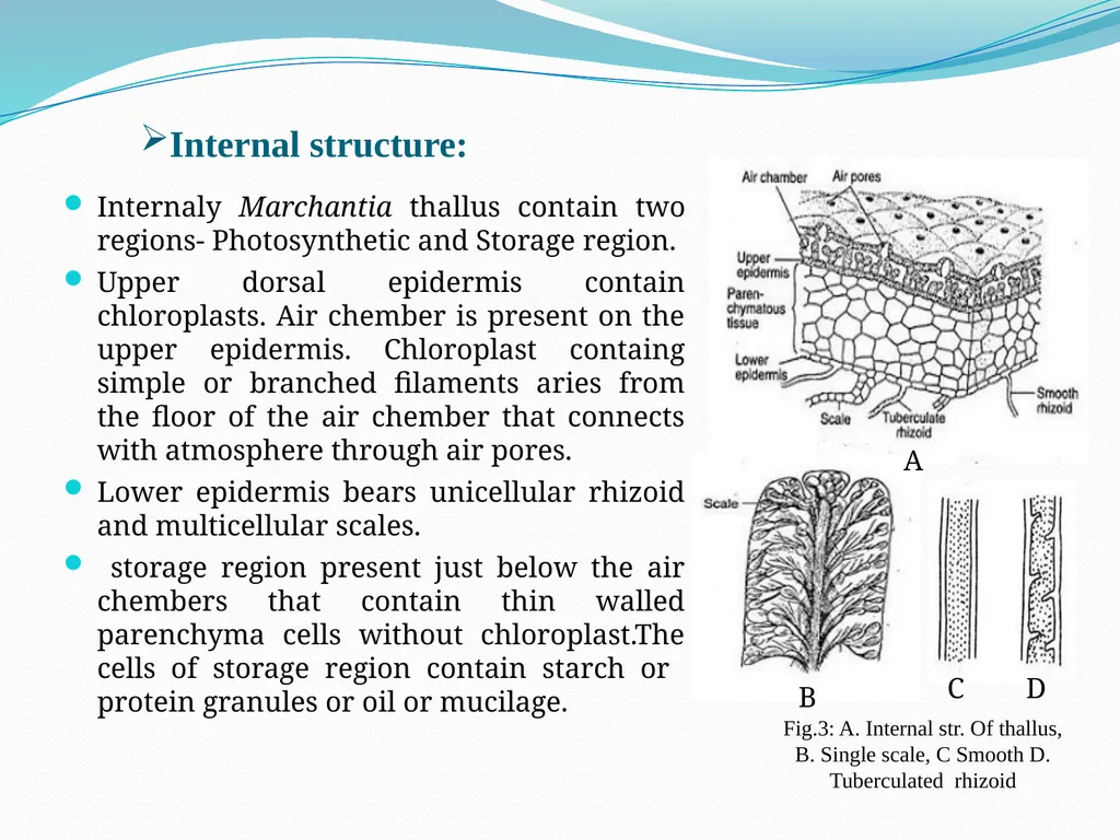 TAMRALIPTA MAHAVIDYALAYA SUB: BOTANY TOPIC: - slide 5 of 14