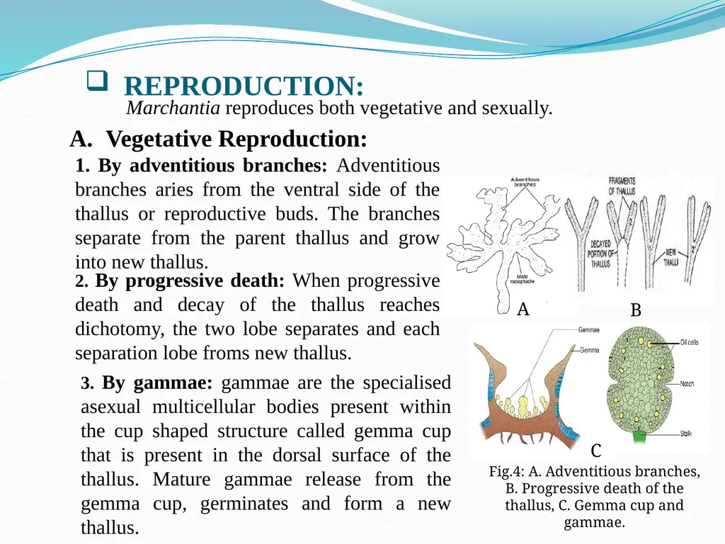 TAMRALIPTA MAHAVIDYALAYA SUB: BOTANY TOPIC: - slide 6 of 14