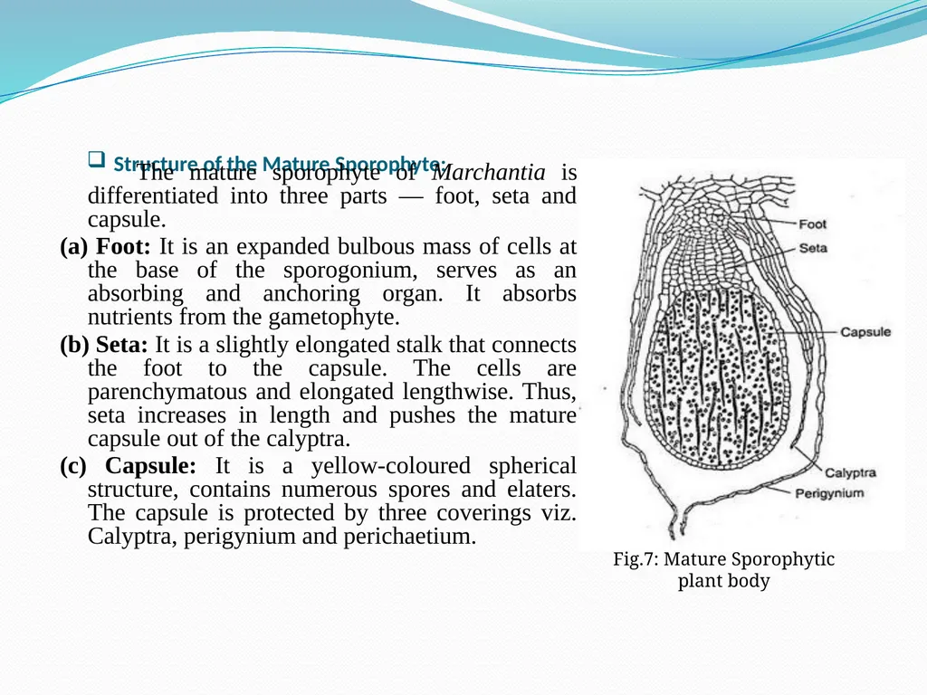TAMRALIPTA MAHAVIDYALAYA SUB: BOTANY TOPIC: - slide 10 of 14