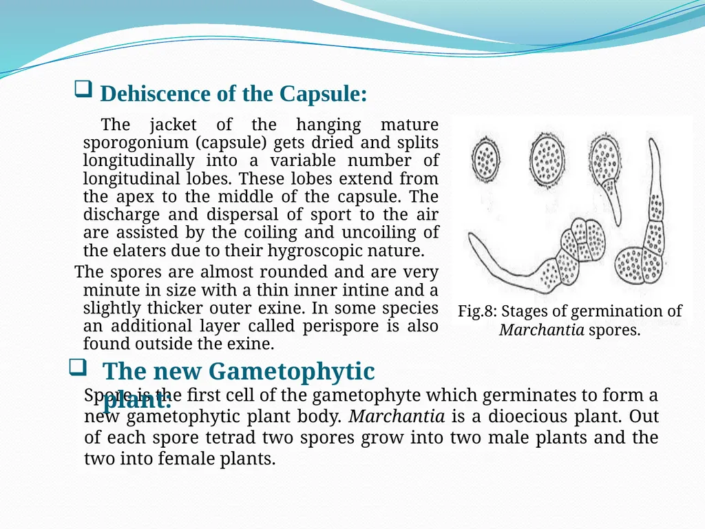 TAMRALIPTA MAHAVIDYALAYA SUB: BOTANY TOPIC: - slide 11 of 14