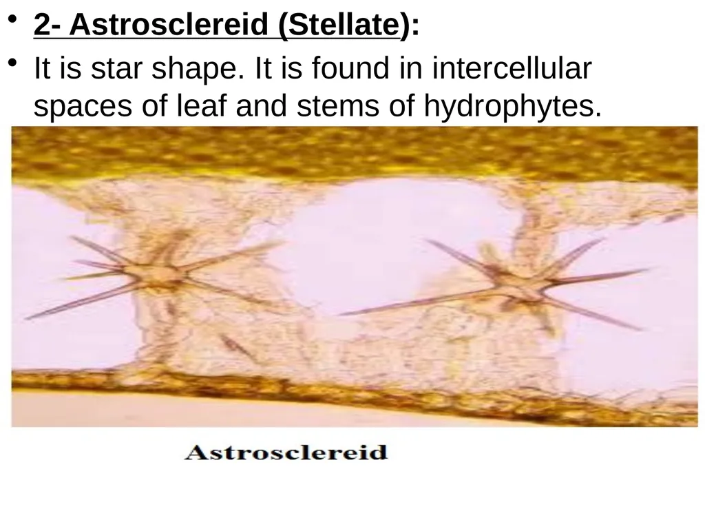 2- Collenchyma tissue: - Defination:- They are - slide 8 of 8