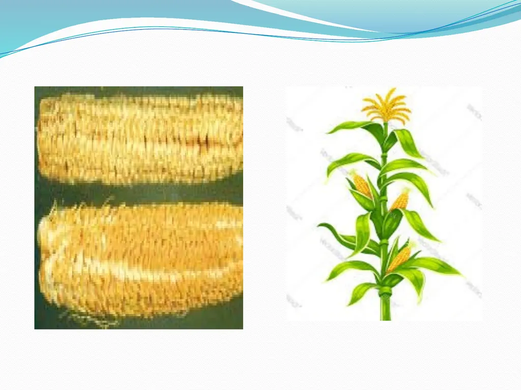 Plant Physiology Presented By Garima Yadav - slide 12 of 24