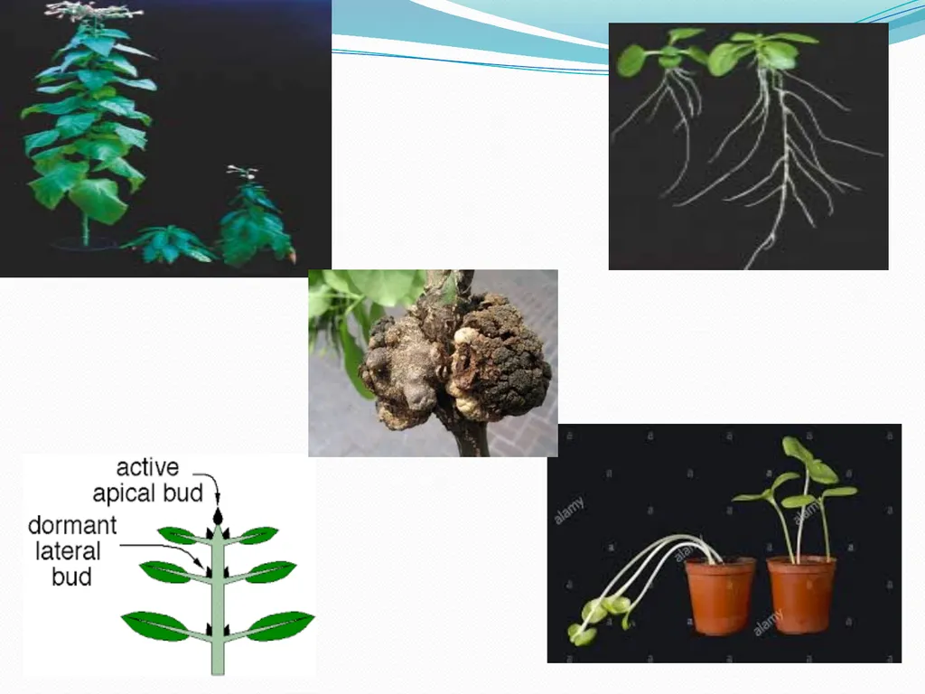 Plant Physiology Presented By Garima Yadav - slide 23 of 24