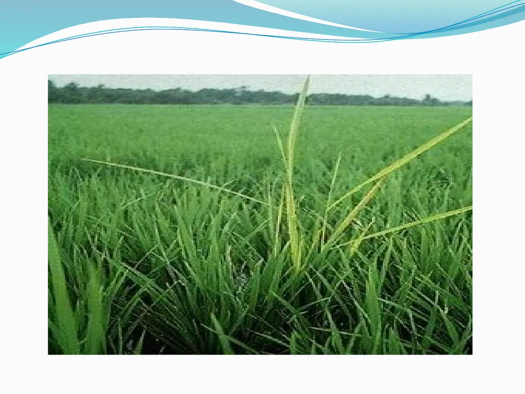 Plant Physiology Presented By Garima Yadav - slide 4 of 24