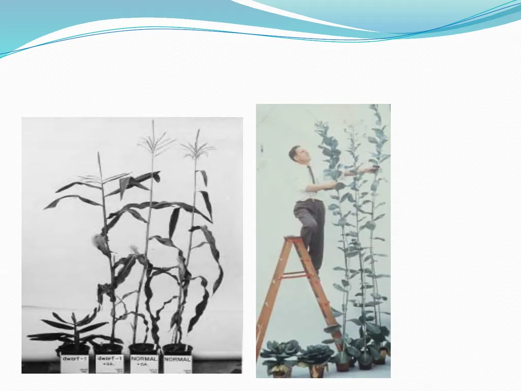 Plant Physiology Presented By Garima Yadav - slide 9 of 24