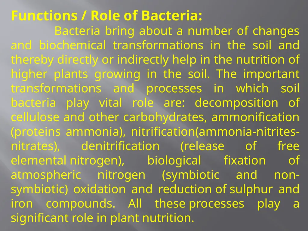 Soil Microorganism: Bacteria Amongst the different - slide 5 of 20