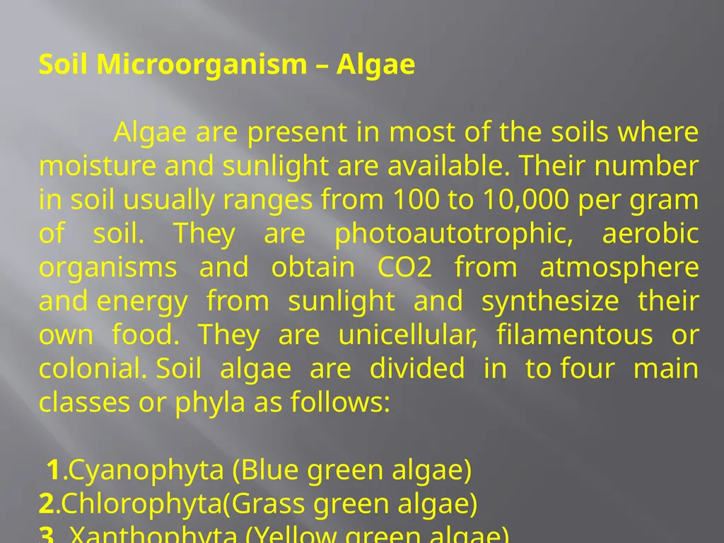Soil Microorganism: Bacteria Amongst the different - slide 16 of 20