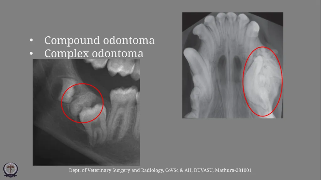 Affections of Teeth ………continued Gulshan Kumar - slide 4 of 9