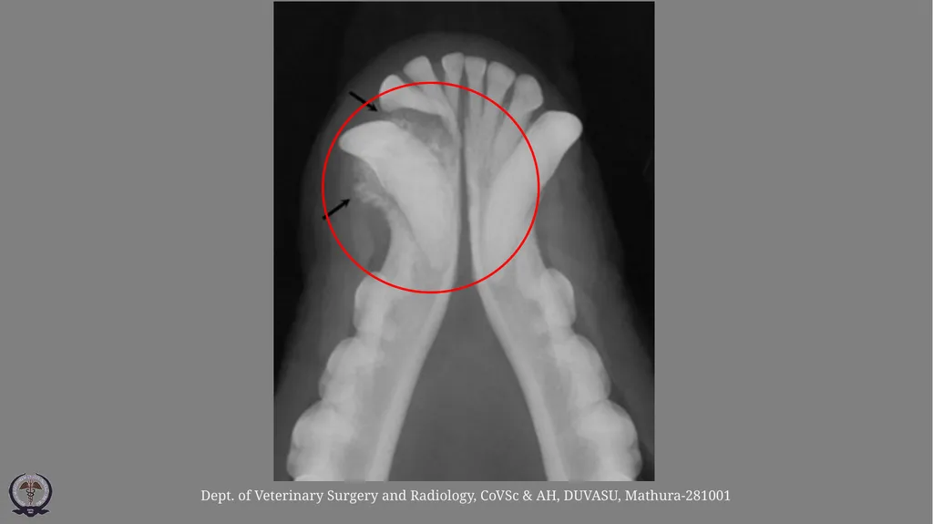 Affections of Teeth ………continued Gulshan Kumar - slide 6 of 9