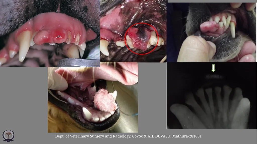 Affections of Teeth ………continued Gulshan Kumar - slide 8 of 9