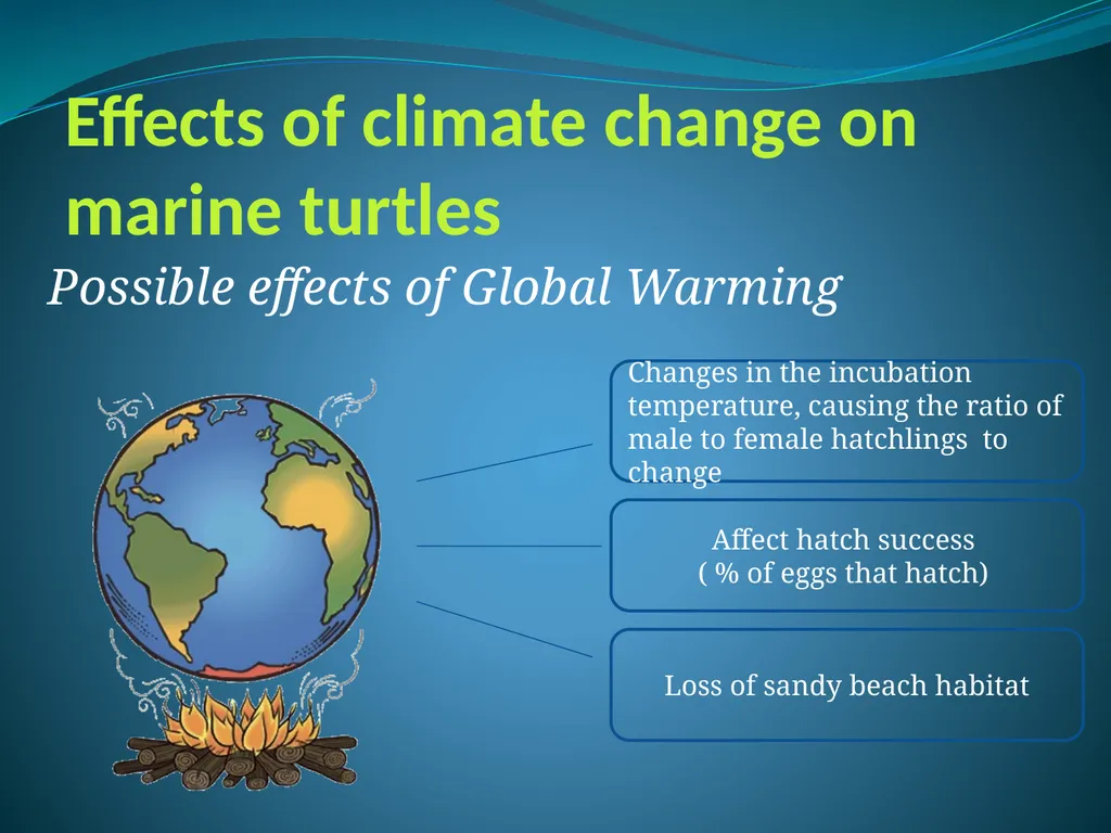 Climate Change & Sustainable Turtle Conservation - slide 11 of 20