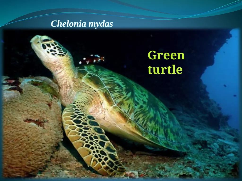 Climate Change & Sustainable Turtle Conservation - slide 14 of 20