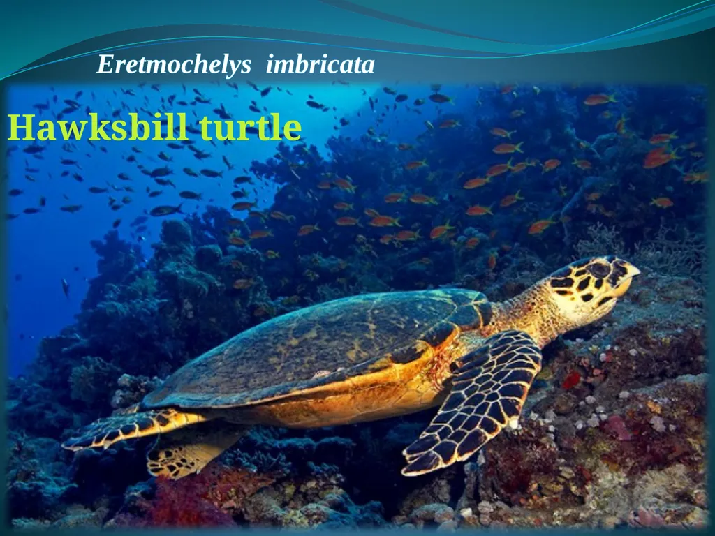 Climate Change & Sustainable Turtle Conservation - slide 13 of 20
