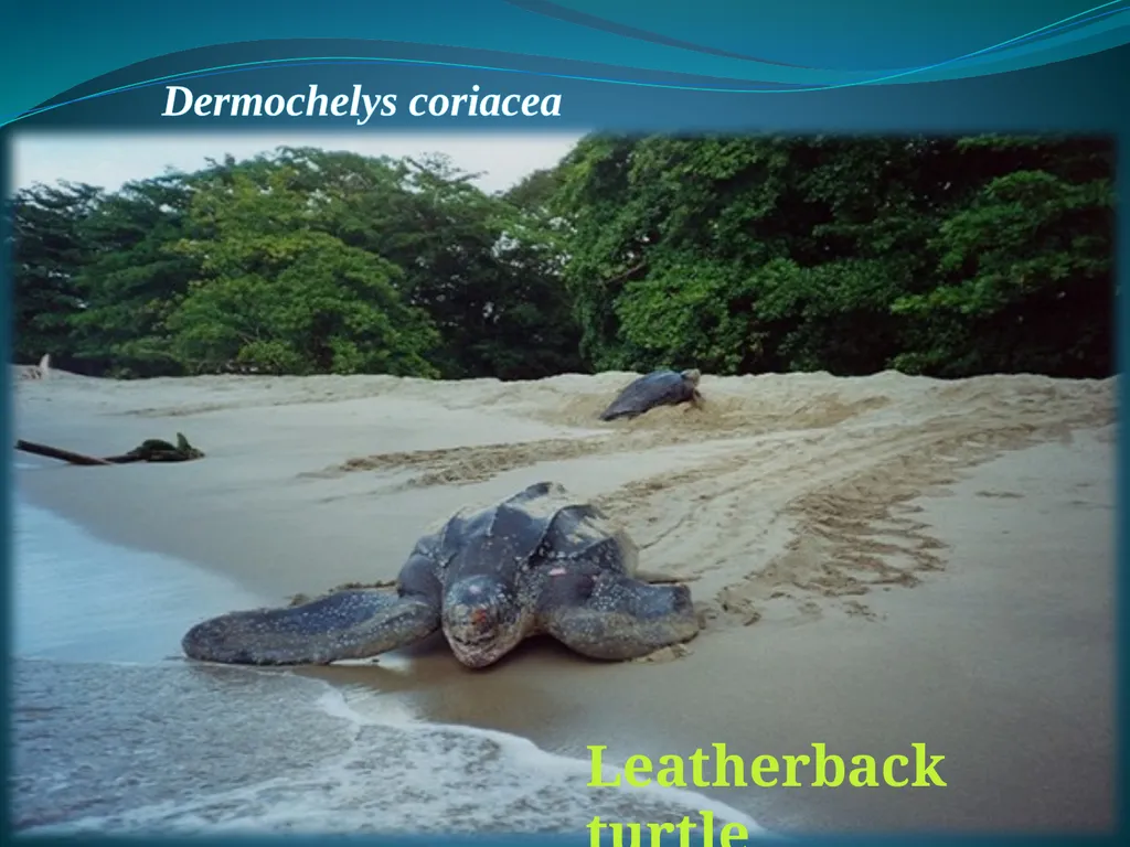 Climate Change & Sustainable Turtle Conservation - slide 12 of 20