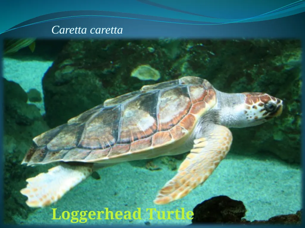 Climate Change & Sustainable Turtle Conservation - slide 16 of 20