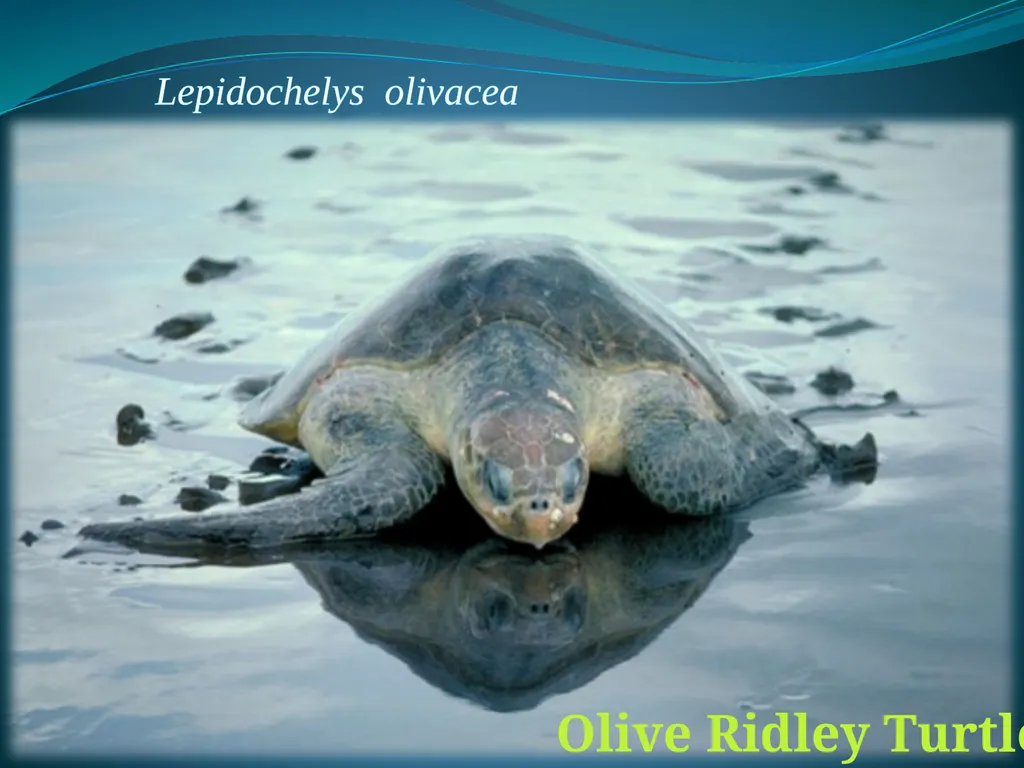 Climate Change & Sustainable Turtle Conservation - slide 15 of 20