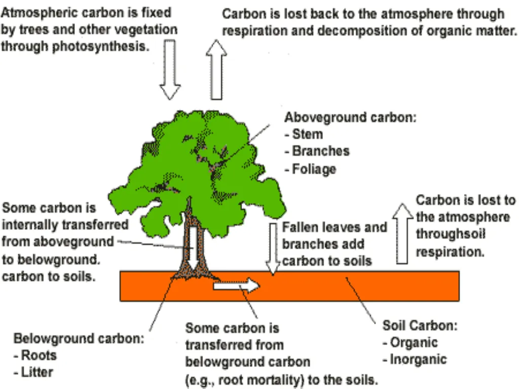 Climate Change & Sustainable Turtle Conservation - slide 7 of 20