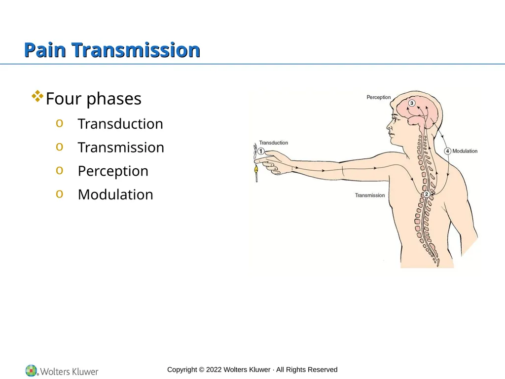 Timby’s Introductory Medical–Surgical Nursing, 13e - slide 10 of 30