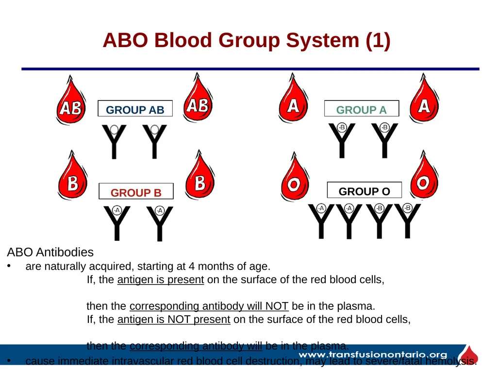 The Elephant in the Transfusionist’s Skill Set: - slide 12 of 44