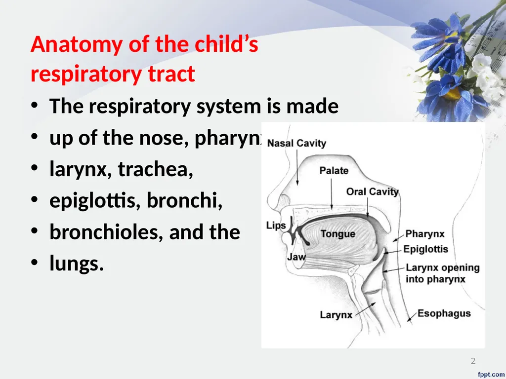 Upper Respiratory System Disorder Lecturer - slide 2 of 26