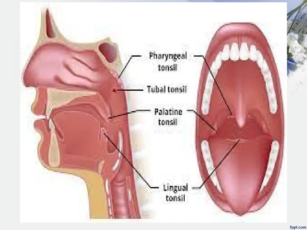 Upper Respiratory System Disorder Lecturer - slide 14 of 26