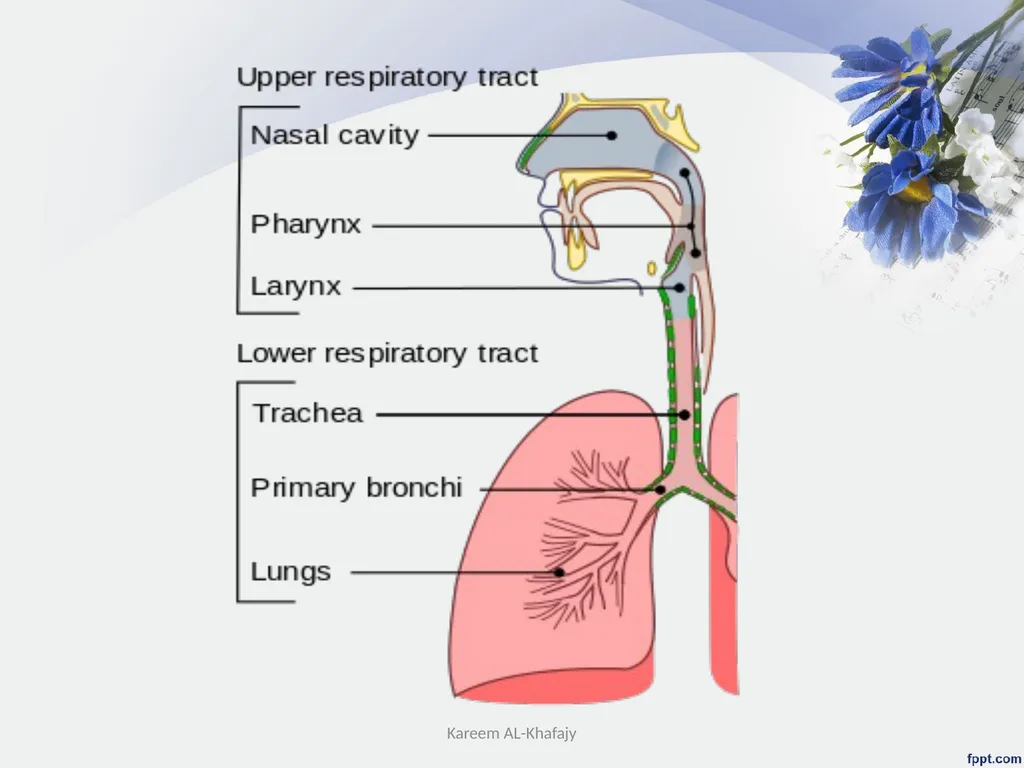 Upper Respiratory System Disorder Lecturer - slide 3 of 26