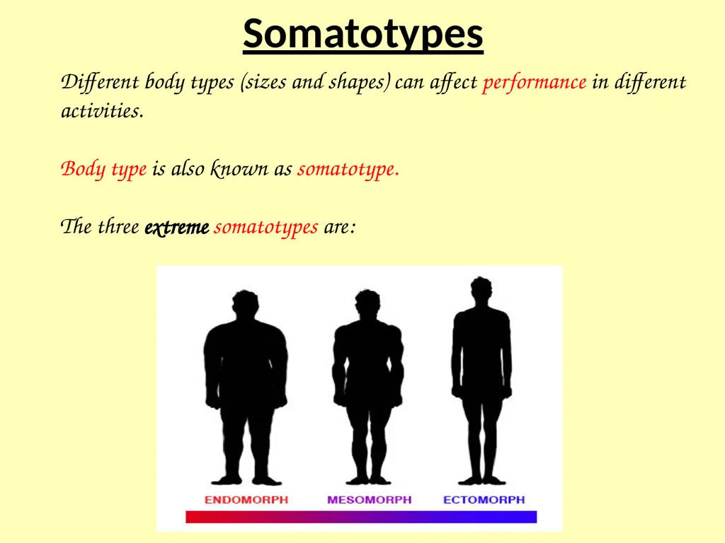 Somatotypes – what you should know Knowledge – - slide 2 of 10