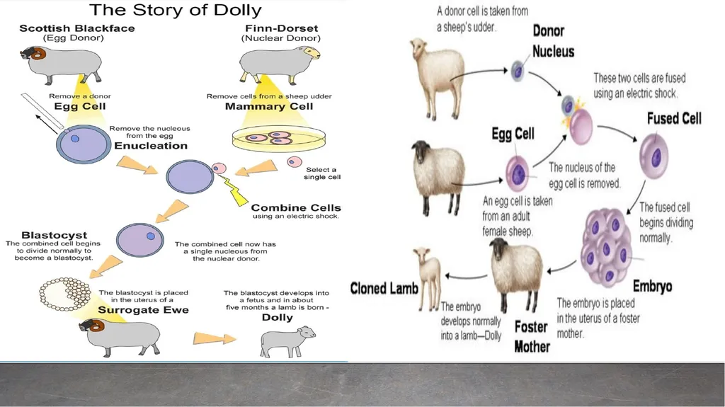 DOLLY AND POLLY CLONING PARTICIPATING STUDENTS – - slide 8 of 17