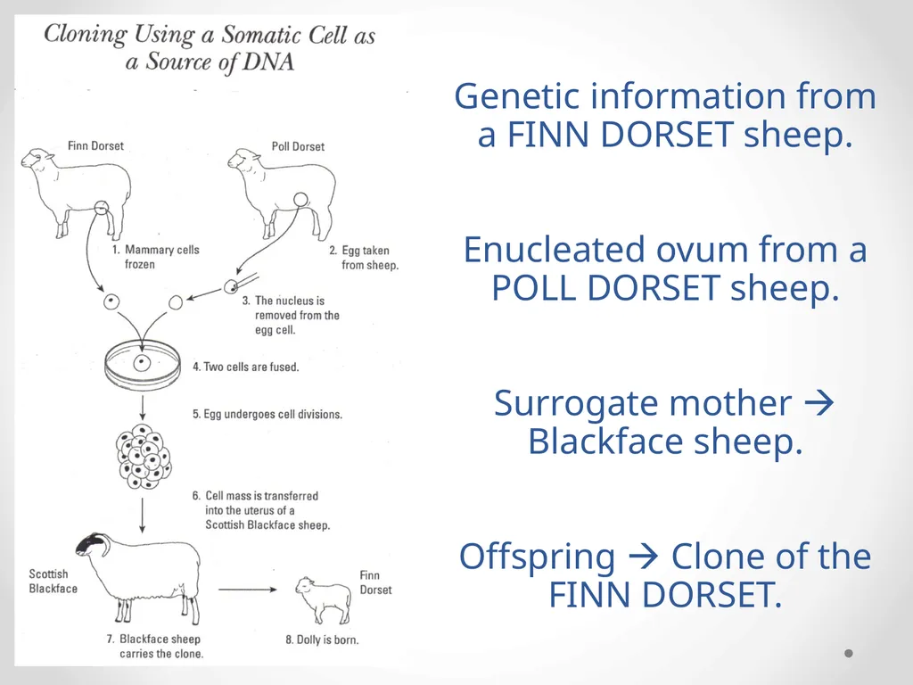 Cloning 6.7 Cloning Cloning is the process of - slide 6 of 9
