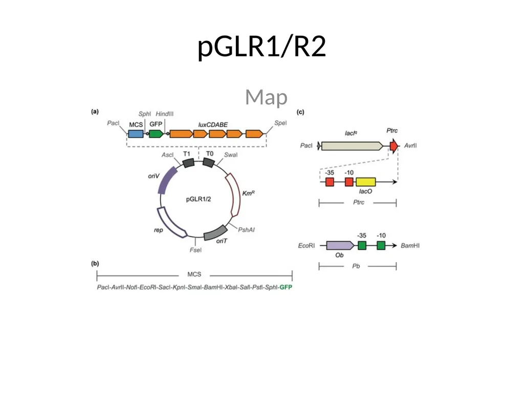 Cloning strategies in Rhizobium An overview KK PCR - slide 16 of 16