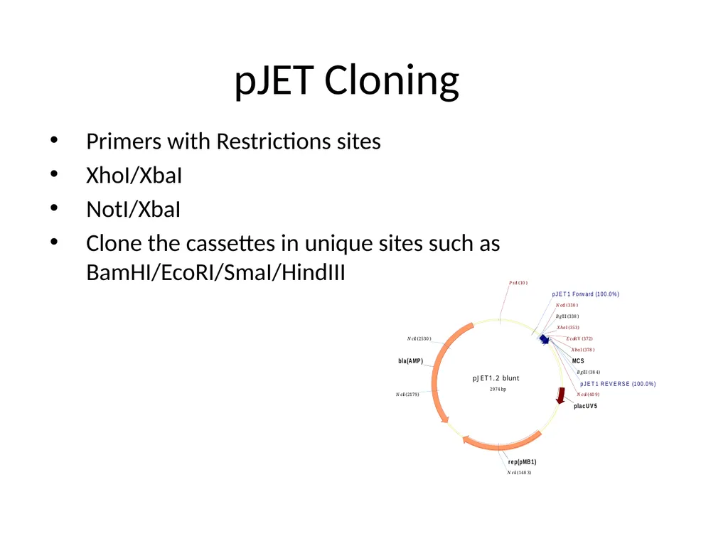 Cloning strategies in Rhizobium An overview KK PCR - slide 3 of 16