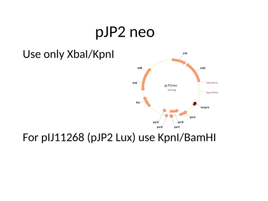 Cloning strategies in Rhizobium An overview KK PCR - slide 11 of 16