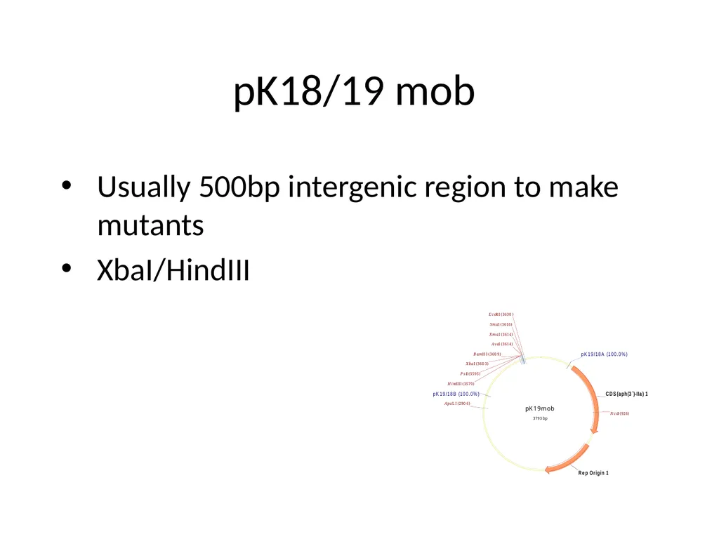 Cloning strategies in Rhizobium An overview KK PCR - slide 14 of 16