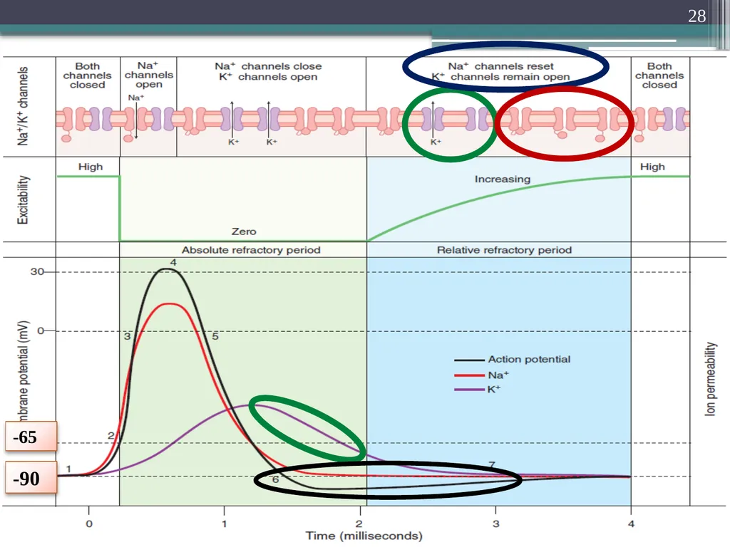 Nerve Action Potential :2 Dr.Viral I. Champaneri, - slide 28 of 63