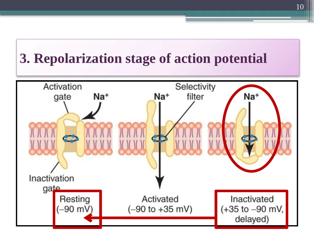 Nerve Action Potential :2 Dr.Viral I. Champaneri, - slide 10 of 63