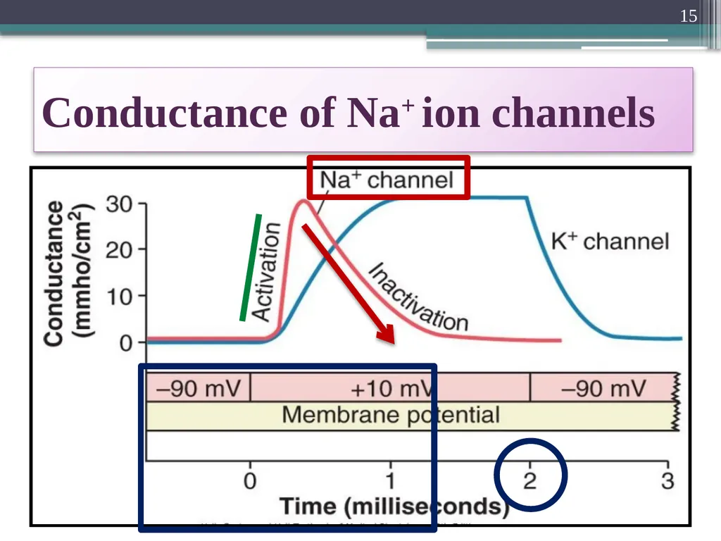 Nerve Action Potential :2 Dr.Viral I. Champaneri, - slide 15 of 63