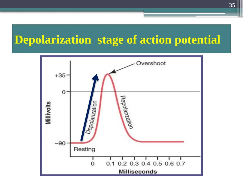 Nerve Action Potential :2 Dr.Viral I. Champaneri, - slide 35 of 63