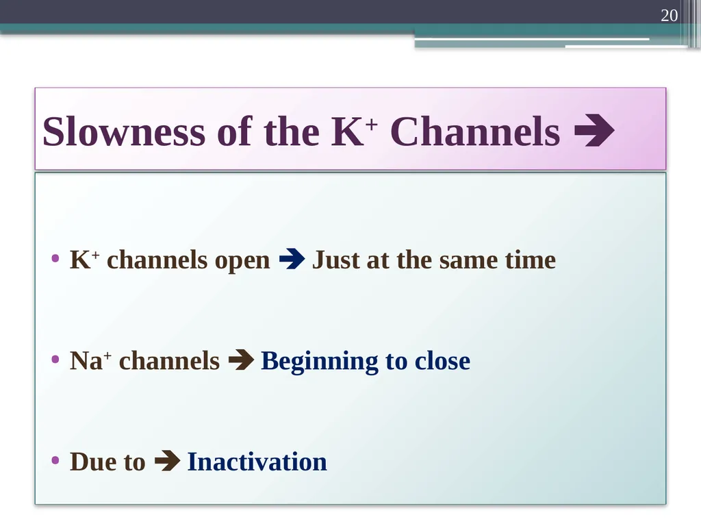 Nerve Action Potential :2 Dr.Viral I. Champaneri, - slide 20 of 63