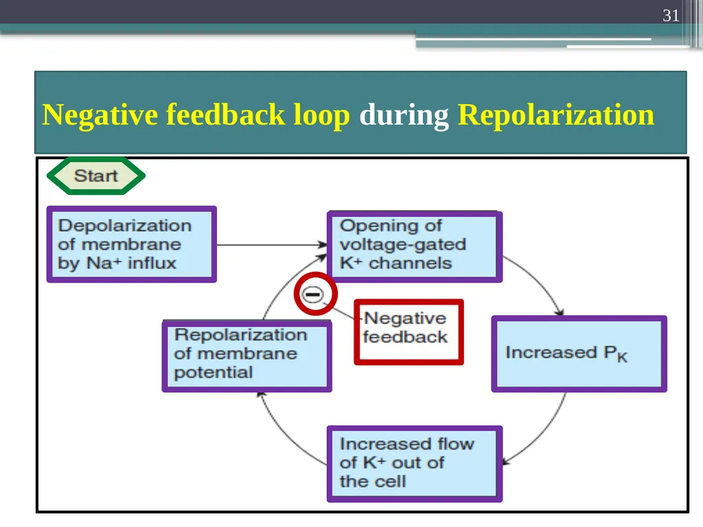 Nerve Action Potential :2 Dr.Viral I. Champaneri, - slide 31 of 63