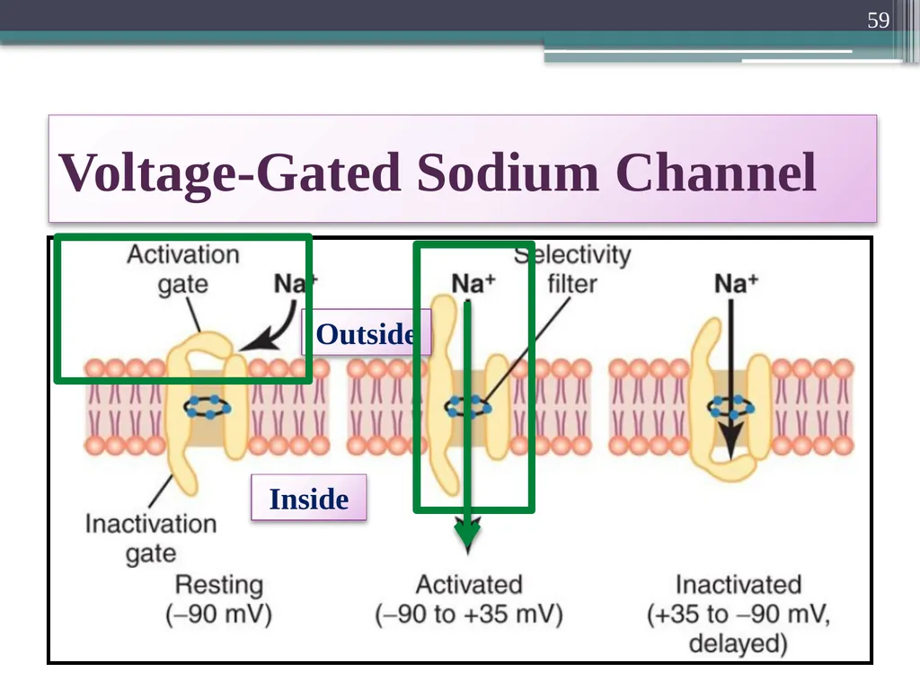 Nerve Action Potential :2 Dr.Viral I. Champaneri, - slide 59 of 63