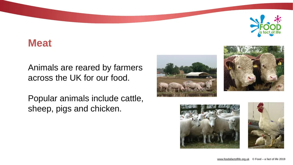Meat types and cuts Meat Animals are reared by - slide 2 of 10