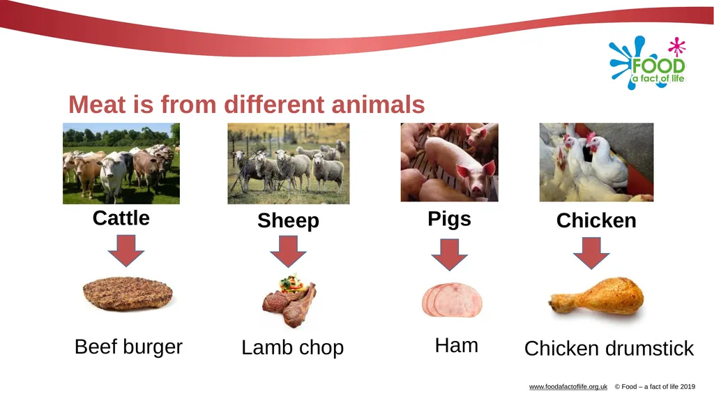 Meat types and cuts Meat Animals are reared by - slide 3 of 10