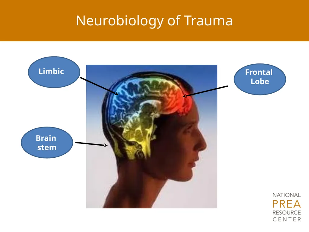 Module 4: Trauma and Victim Responses: - slide 7 of 32