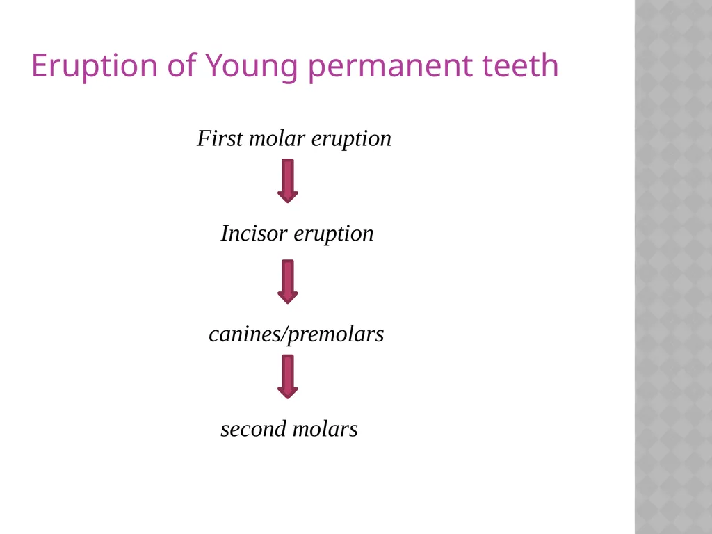 YOUNG PERMANENT TEETH Definition Permanent teeth - slide 10 of 30