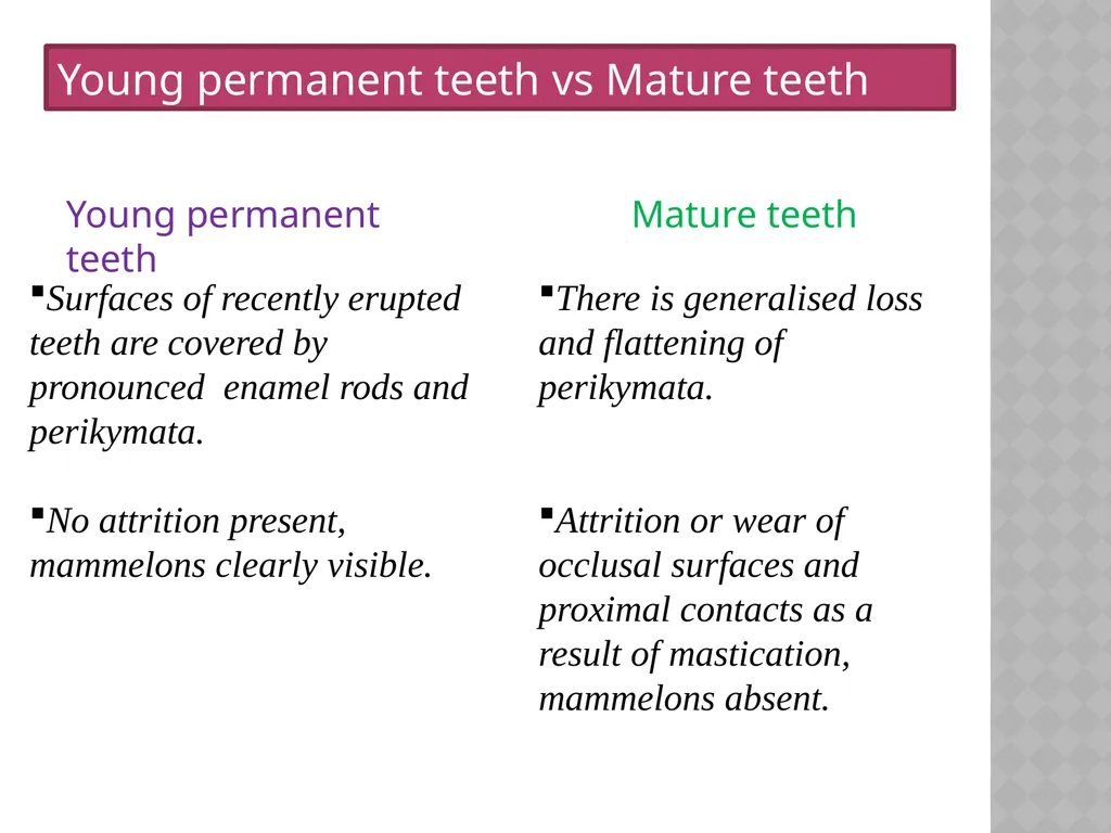YOUNG PERMANENT TEETH Definition Permanent teeth - slide 4 of 30