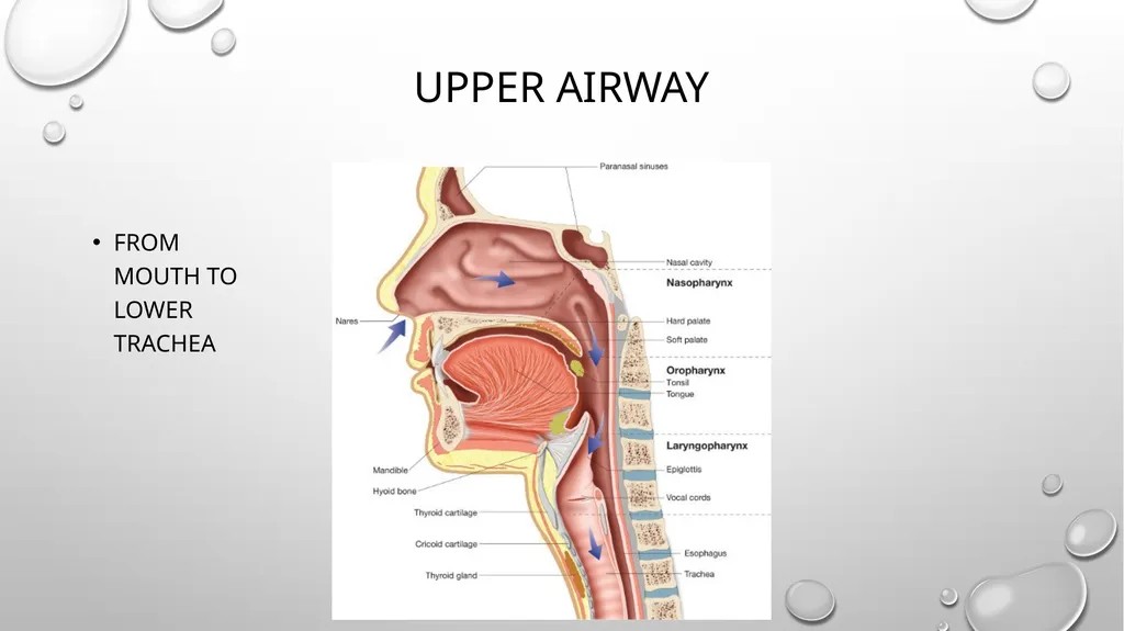 Obstructive and restrictive Lung Disease Jed - slide 4 of 36