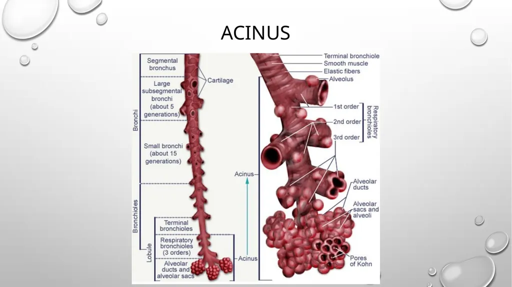 Obstructive and restrictive Lung Disease Jed - slide 19 of 36