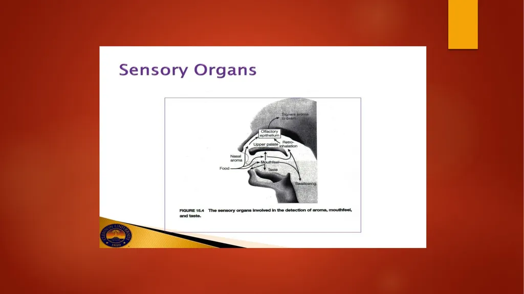 Fundamental Rules for Sensory Evaluation - slide 3 of 14