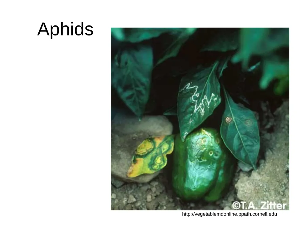Plant Diseases Joan Young, Lyon Co. Master - slide 29 of 31
